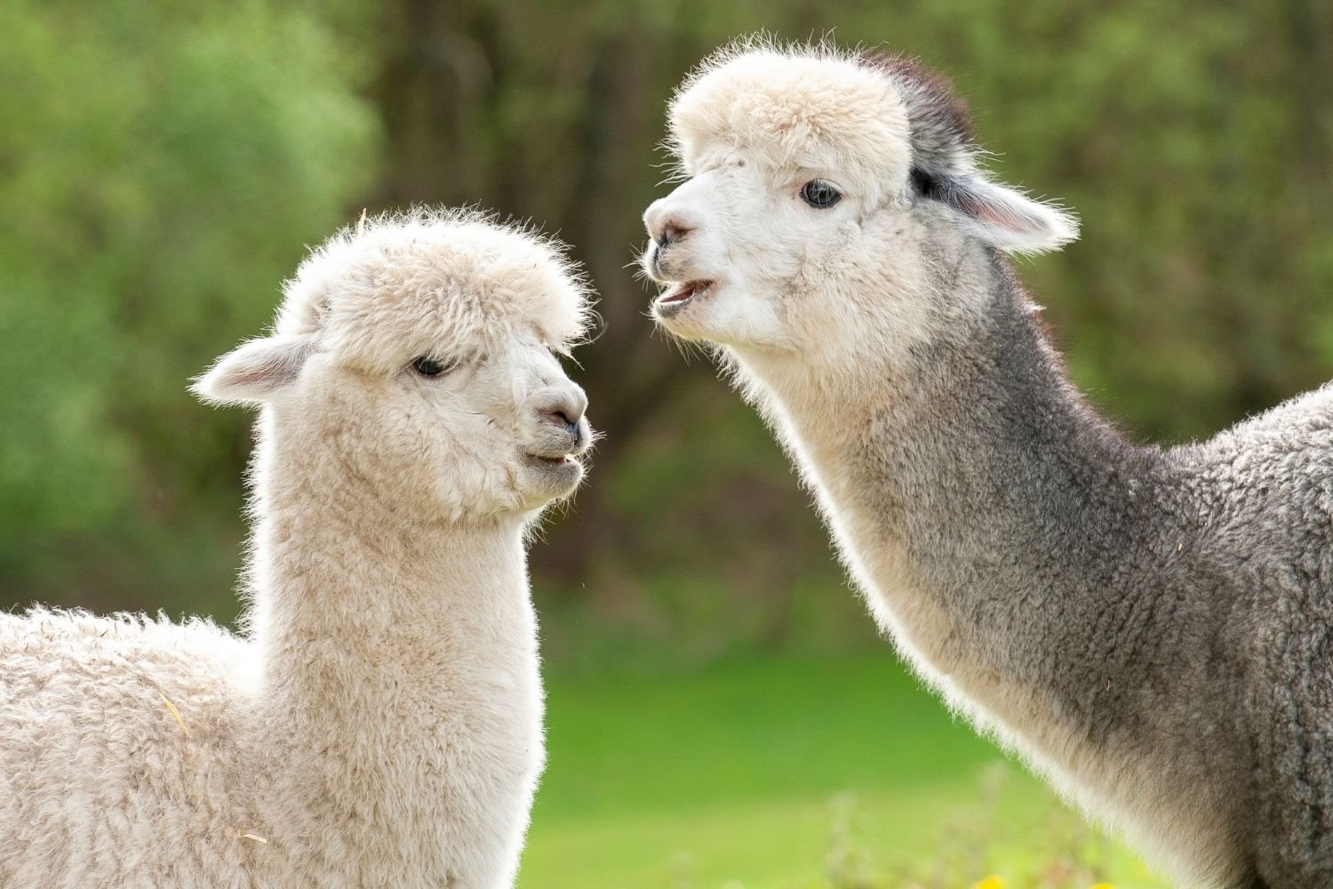 Onderzoek met antilichamen van lama’s
